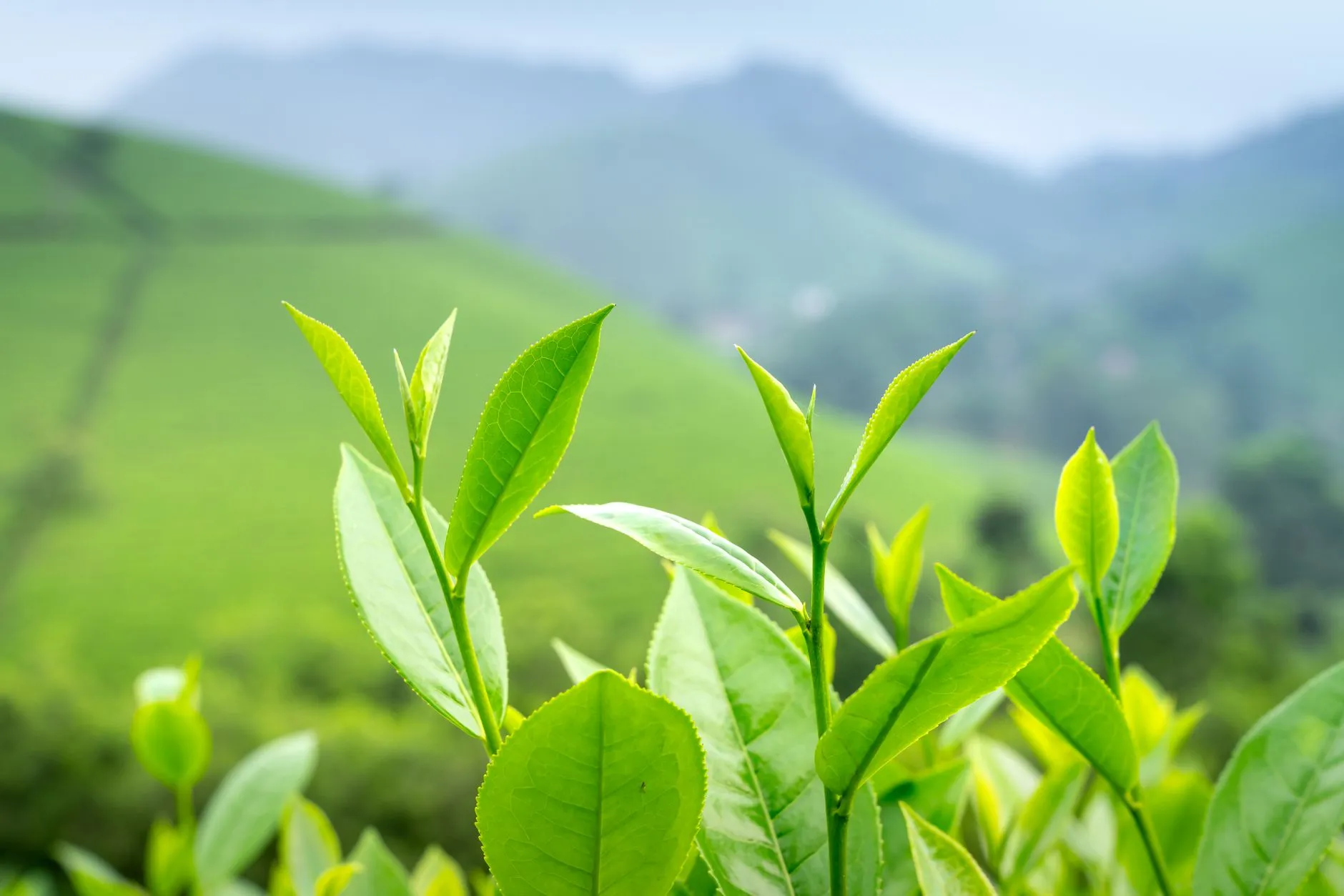 广州煜隆生物科技护肤品原料纯度与稳定性分析